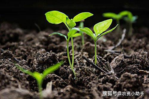 离让更多植物自建“化肥厂”又近了一步？植物精准辨“敌友”的秘密初解