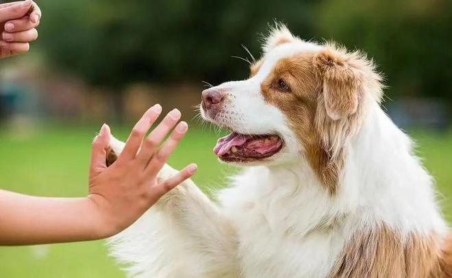 花8000元送去宠物学校的狗挨了打？媒体调查驯犬市场乱象